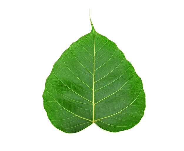 Photo green bodhi leaf of buddha isolated on white background