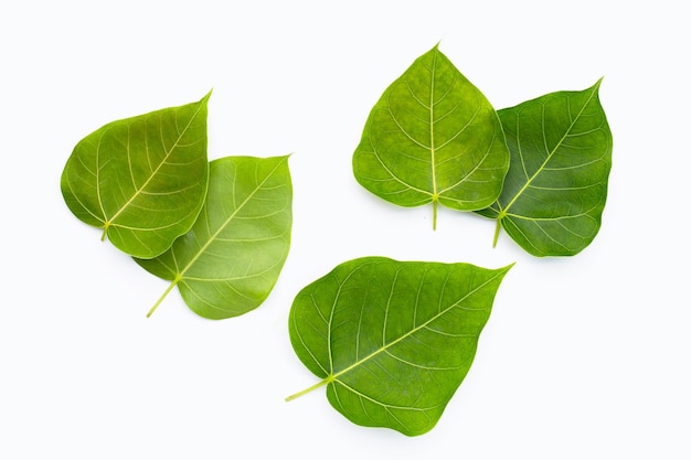 Green bodhi leaf on a white background