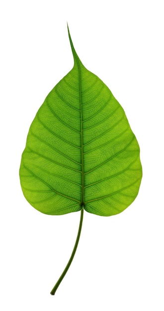 Green Bodhi leaves on white background Leaf texture