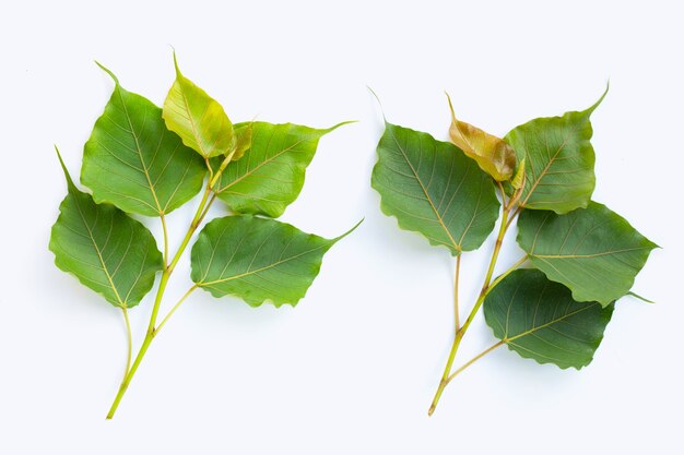 Green bodhi leaves on white surface