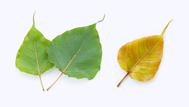 Green bodhi leaves on white surface