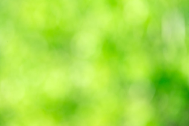 Green bokeh background from nature forest out of focus