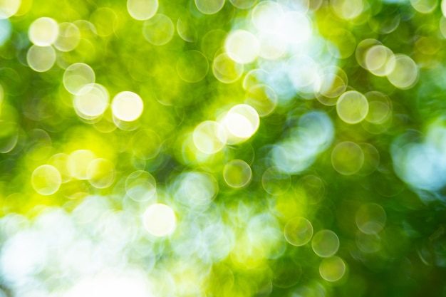 Foto priorità bassa verde del bokeh dalla foresta della natura