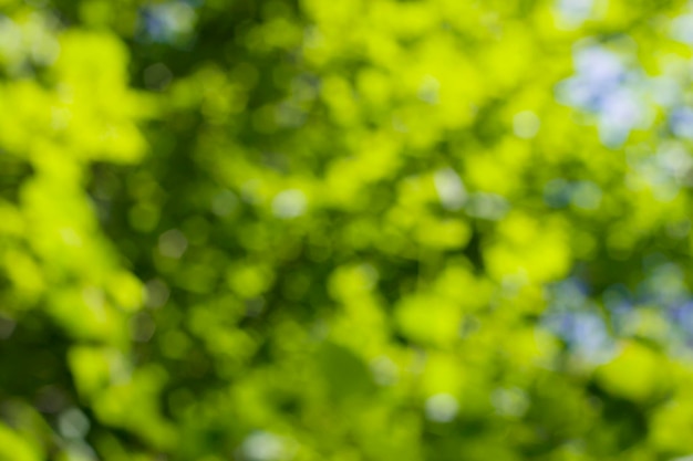 green bokeh background in summer forest