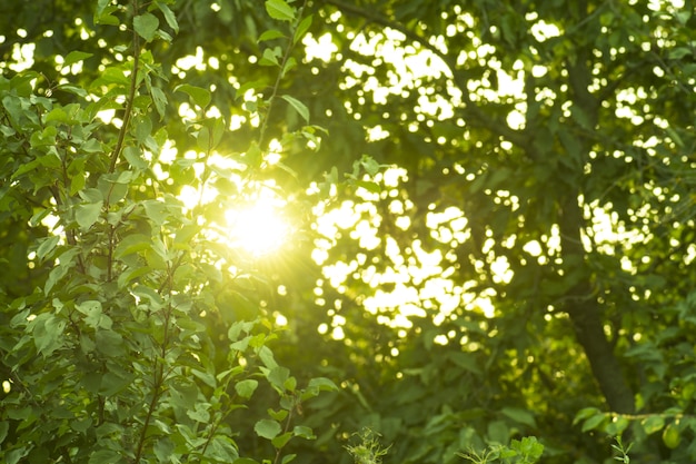 Green bokeh background