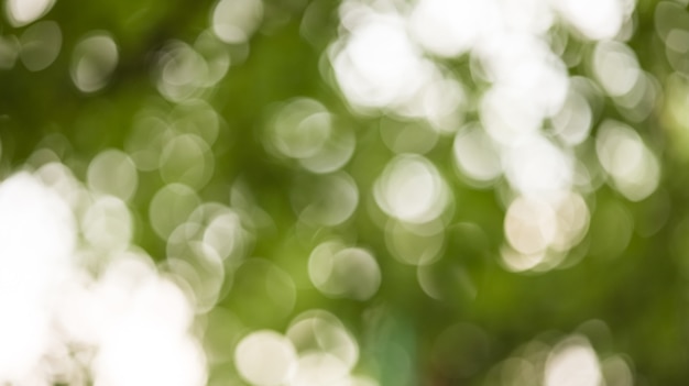 Green bokeh Beautiful blurred background of tree crowns