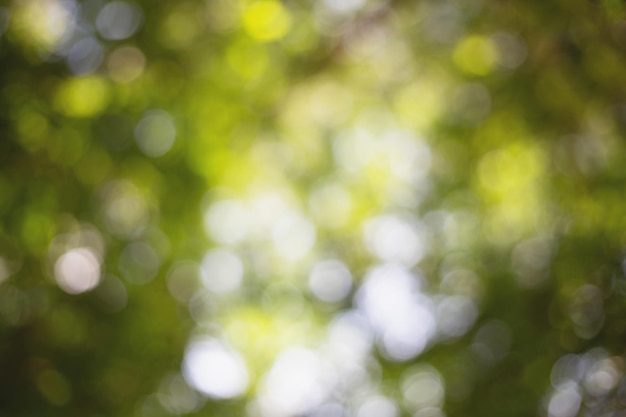 green bokeh on a blurred background natural green bokeh from leaves