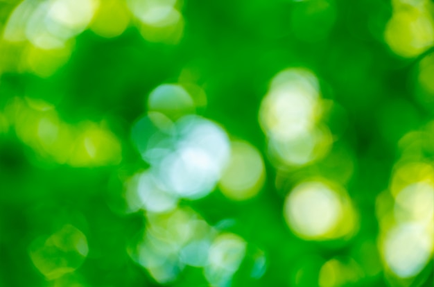 Green bokeh from nature forest out of focus