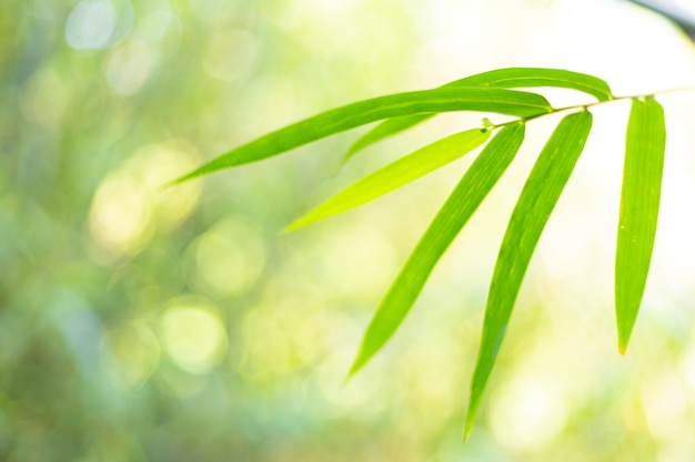 Foto foglia di bambù di sfondo chiaro bokeh verde