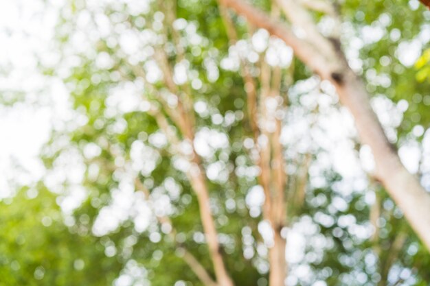 Green bokeh on nature abstract blur background green bokeh from tree