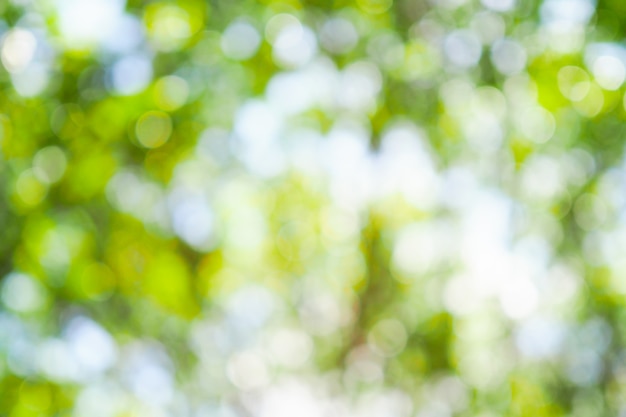 Il bokeh verde dell'albero lascia la natura sfuocato fondo