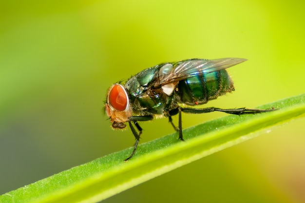 Green bottlefly