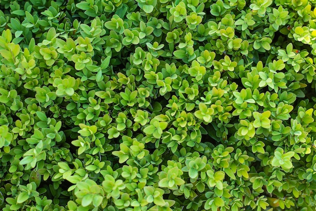 Green boxwood leaves in summer day background