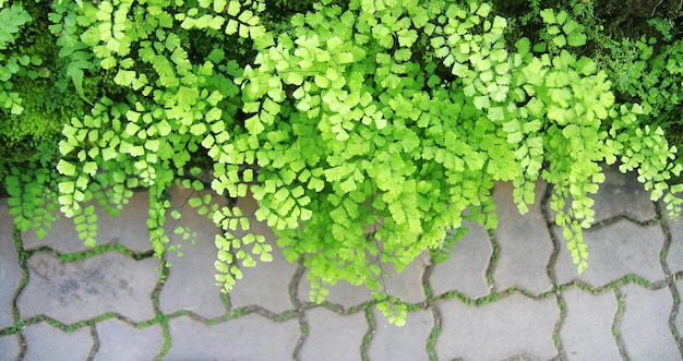 Photo green bracken leaves