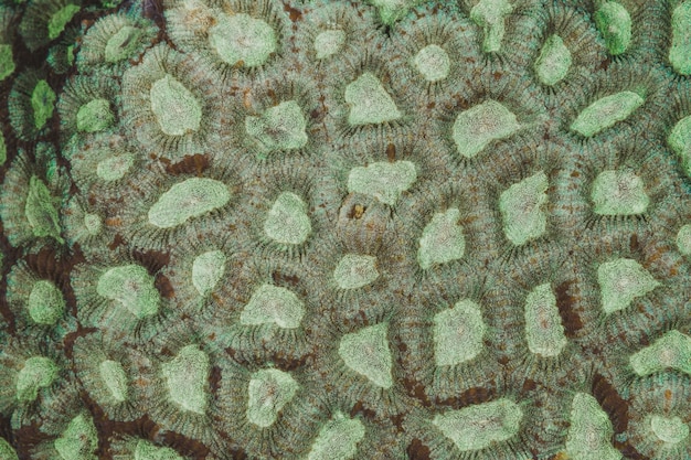 Green brain coral