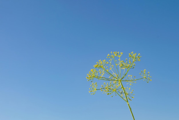 澄んだ空を背景に上に咲くディルの緑の枝