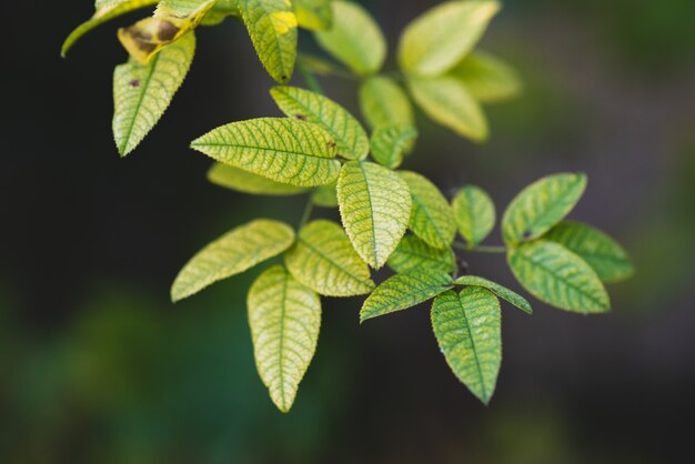 Green branch foreground on dark wall