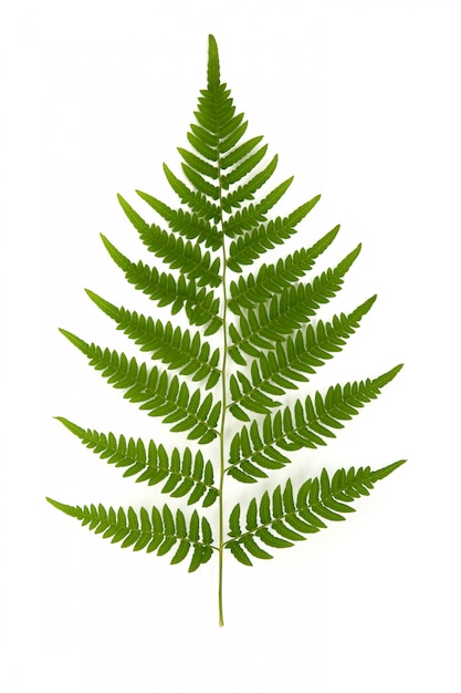 Green branch of forest fern on white