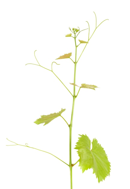 Green branch of grape vine isolated white background. Sprig with leaves of grapevine.