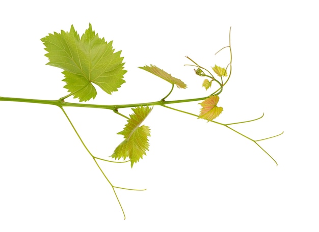 Green branch of grape vine isolated white background. Spring with leaves of grape vine.