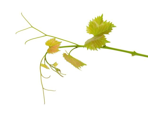 Green branch of grape vine isolated