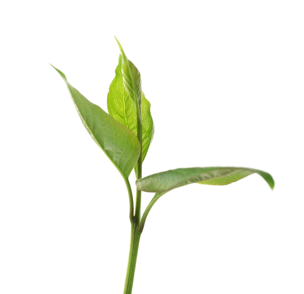 Green branch isolated on white