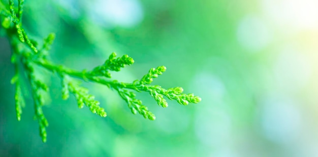 Green branch of juniper close up creative abstract green summer web banner with soft focus