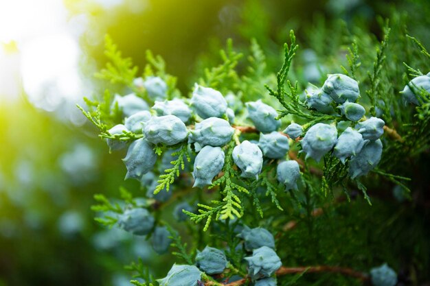 Green branch of juniper with seeds close up Creative abstract green summer background