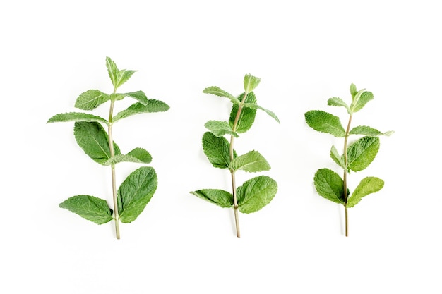 Green branch and leaf mint isolated on white background set of peppermint mint pattern flat lay top