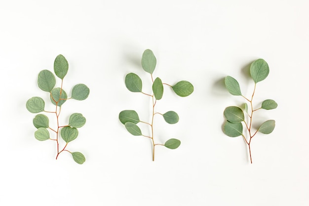 Photo green branch leaves eucalyptus isolated on white background flat lay top view minimal concept