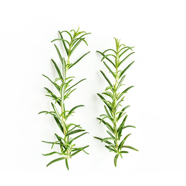 Green branch and leaves of rosemary isolated on a white background Herbs Flat lay Top view