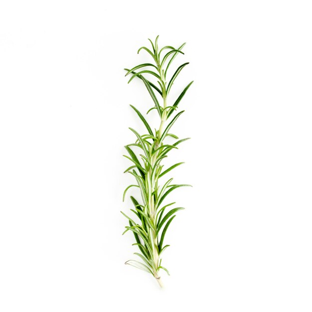 Green branch and leaves of rosemary isolated on a white background Herbs Flat lay Top view