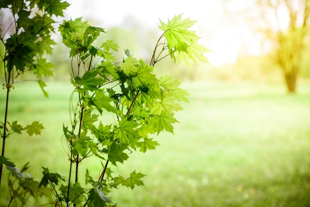 green branch of the plant is large against the background of nature