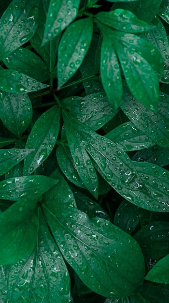 Green branch rain drop tropical raindrops leaf leaves droplet