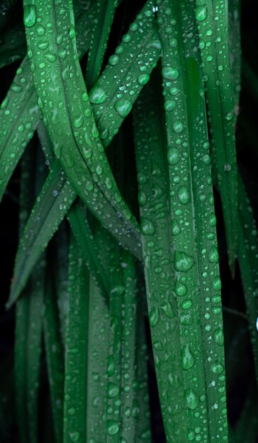 Green branch rain drop tropical raindrops leaf leaves droplet