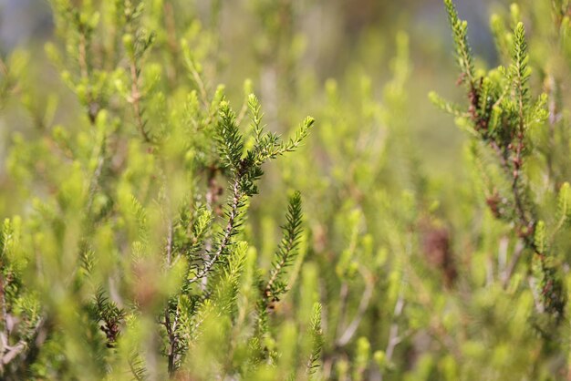 Premium Photo  Evergreen branches of christmas tree in pine forest.  close-up view of fir natural fir branches ready for festive decoration for  xmas and happy new year, decorate holiday winter season