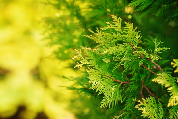 Green branch of a thuja on a yellow and green