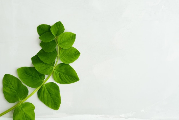 Green branch with green leaves on a gray beige background top view copy space Eco friendly backdrop