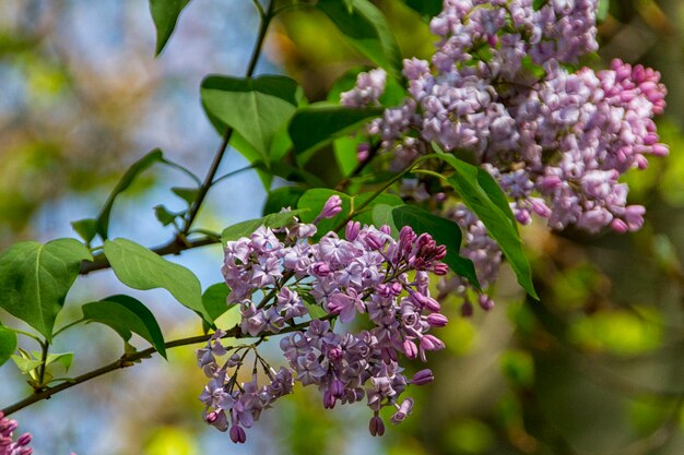 Foto ramo verde con fiori di lilac primaverile