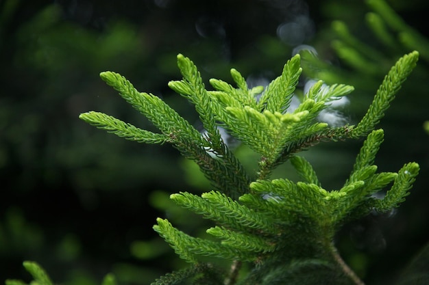 Photo green branches of araucaria closeup