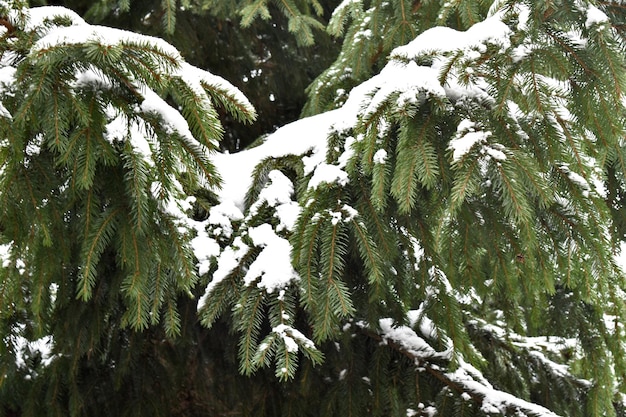 Photo green branches ate in the snow