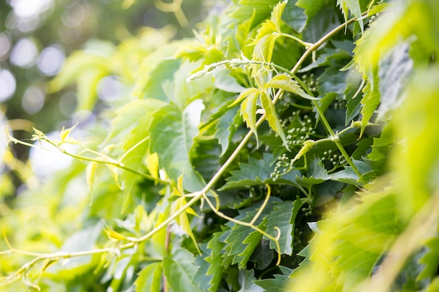 Green branches on a brick wall background