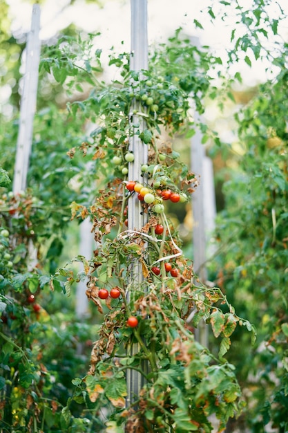 Green branches of cherry tomatoes with many fruits grow on props