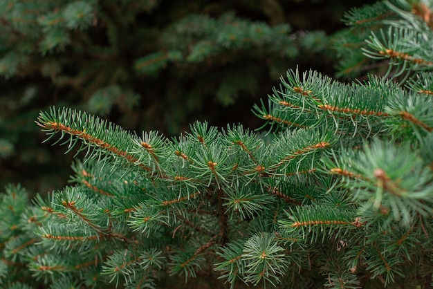 Green branches of the Christmas tree green needles Close up