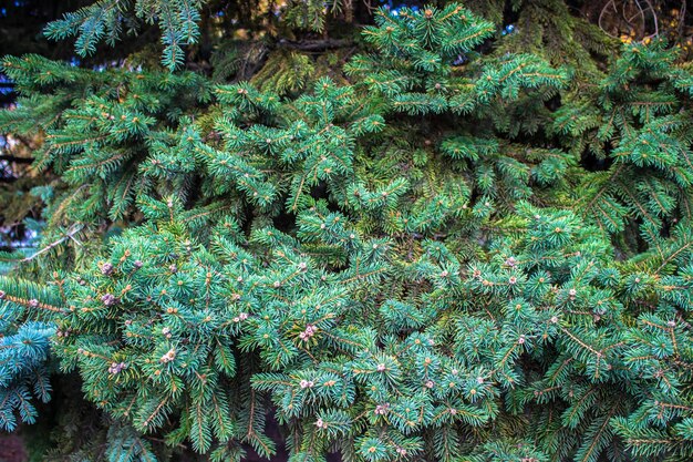 Green branches of a coniferous tree