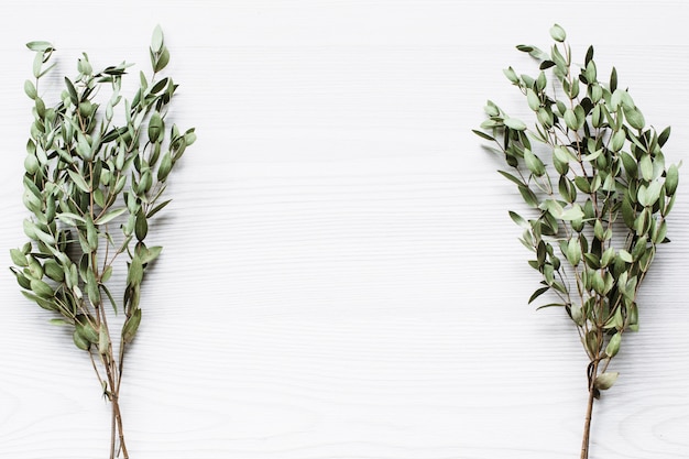 Green branches of eucalyptus tree on white surface.