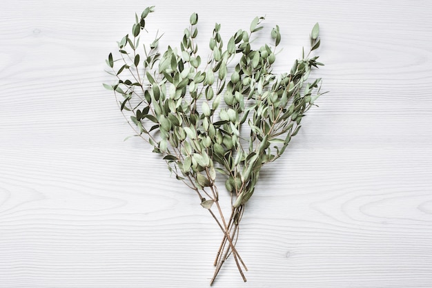 Green branches of eucalyptus tree on white wood