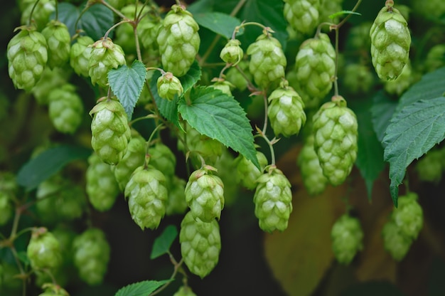 Green branches of hops