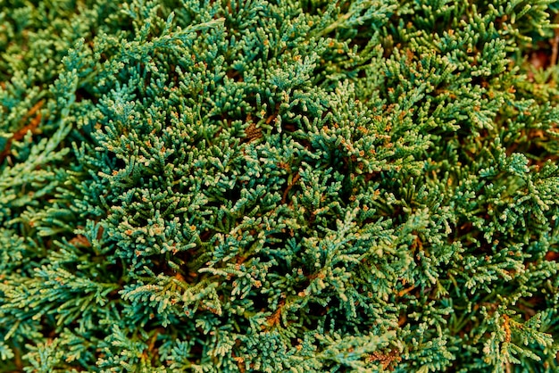 Green branches of juniper for the background. Selective focus. High quality photo