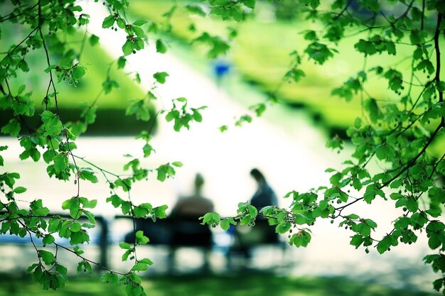 Rami verdi foglie sfondo / vista astratta foresta estiva stagionale, fogliame verde, eco concept